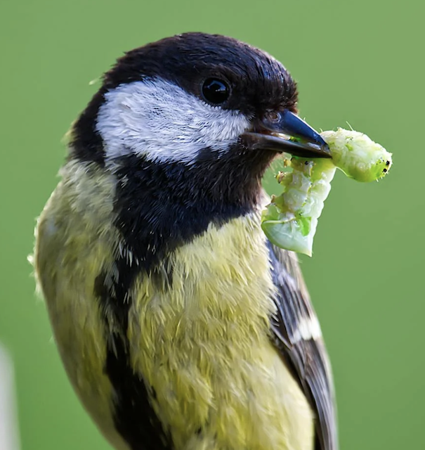 bird eating a caterpillar