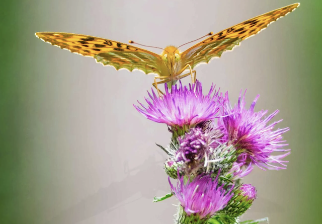 Butterfly on clustered thistle