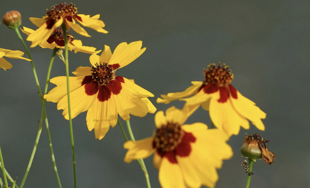 coreopsis flower
