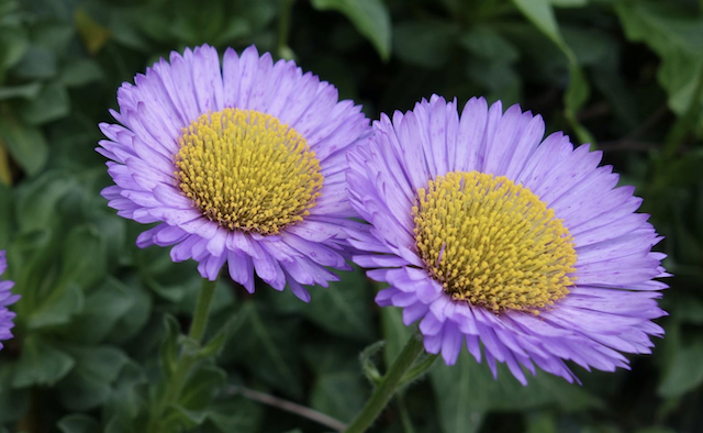 close up of glacial daisy