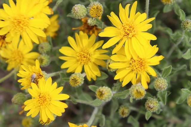 hairy false golden aster