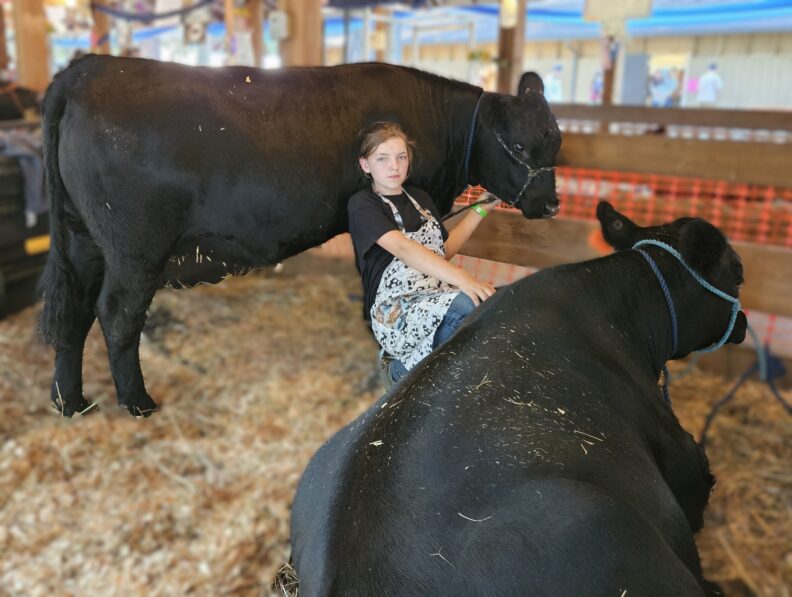 Youth at the fair sitting with her 2 cows