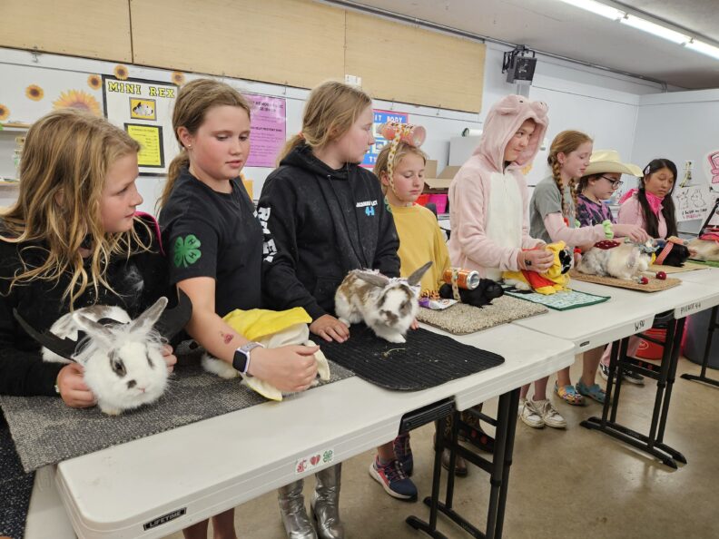 Youth showing their rabbits