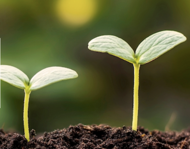 two seedlings sprouting