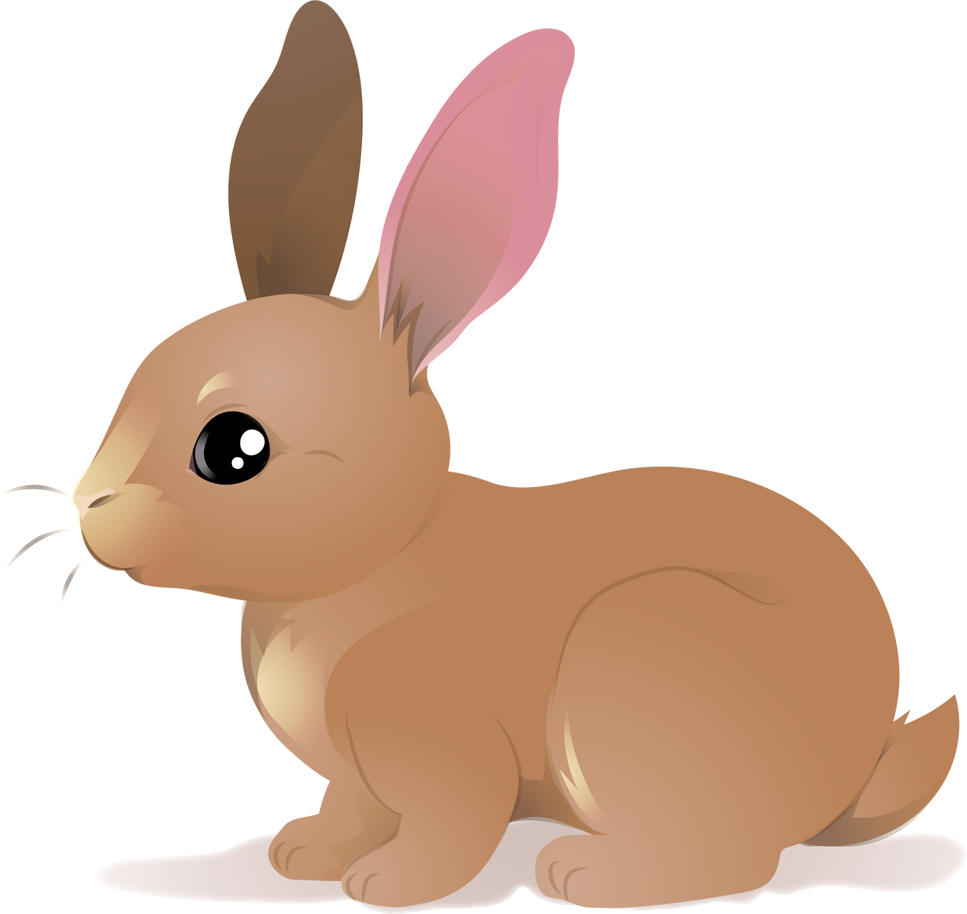 rabbit
