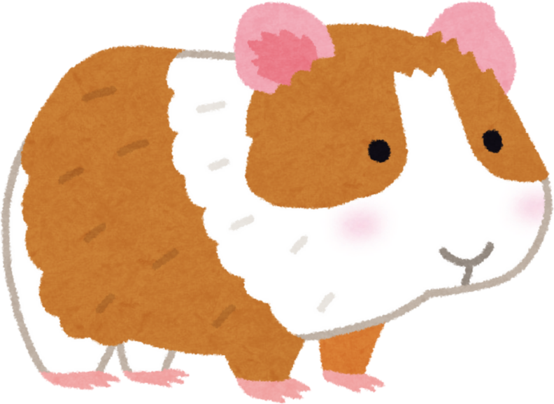 Cavy