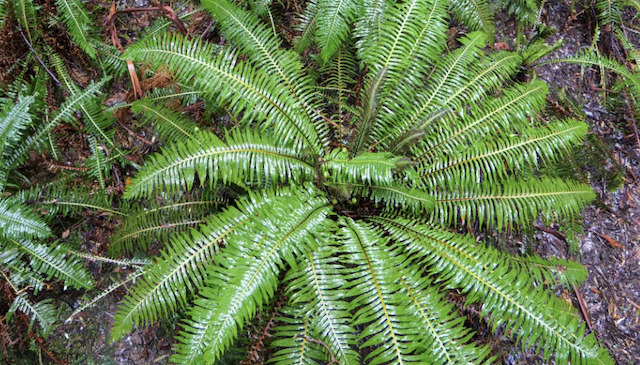 Hard fern, lived along side dinosaurs