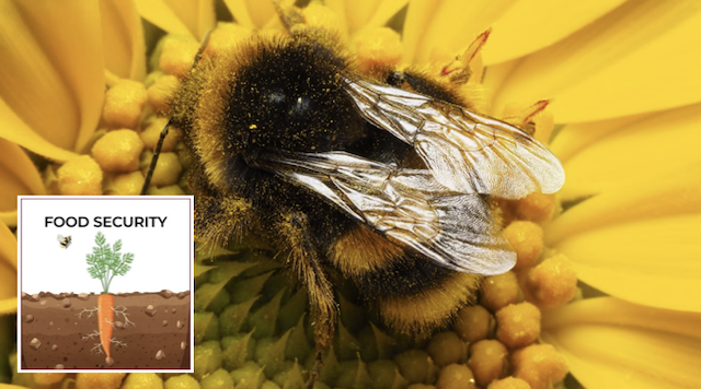 Bumblebee on flower