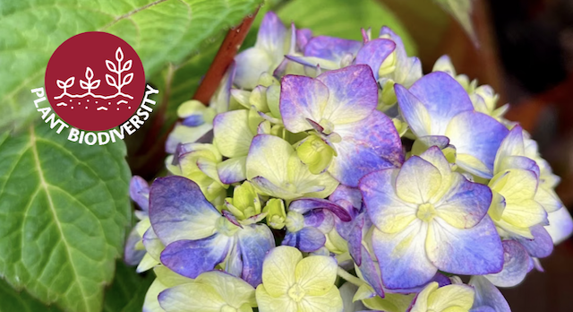 Image for Demystifying Hydrangeas talk