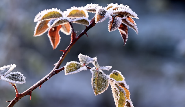 Frozen Rose