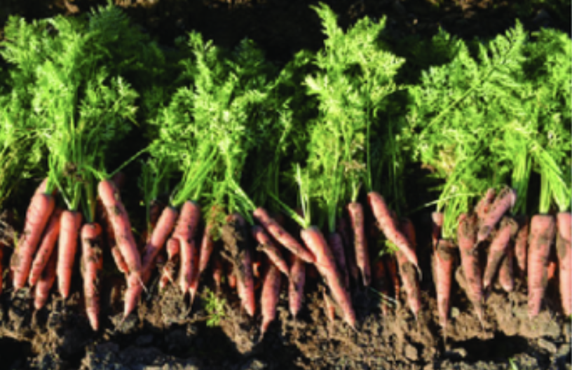 Just pulled carrots