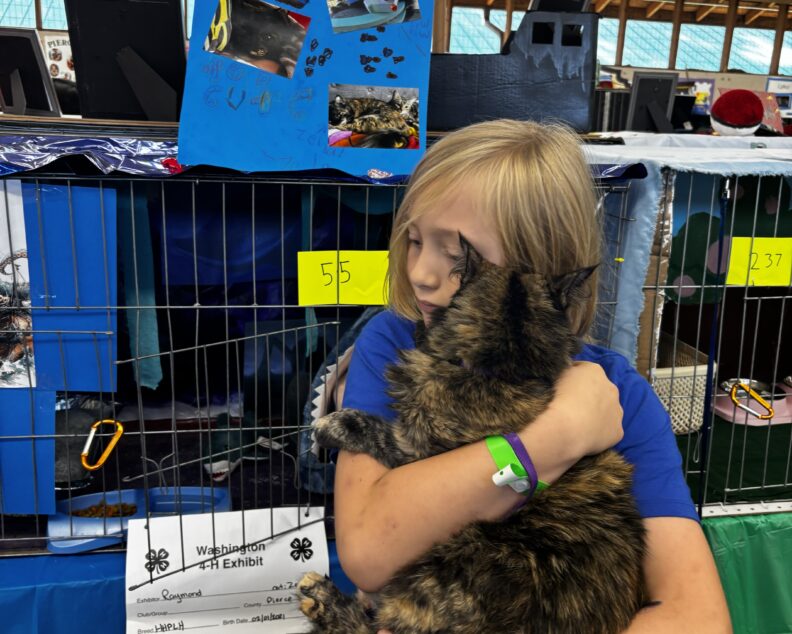 4-H Youth at the Pierce County Fair