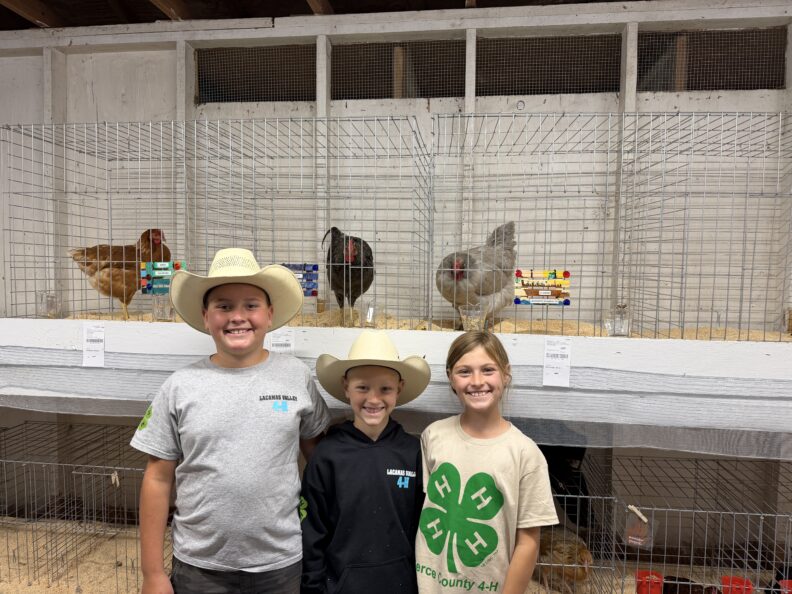 4-H Youth at the Pierce County Fair