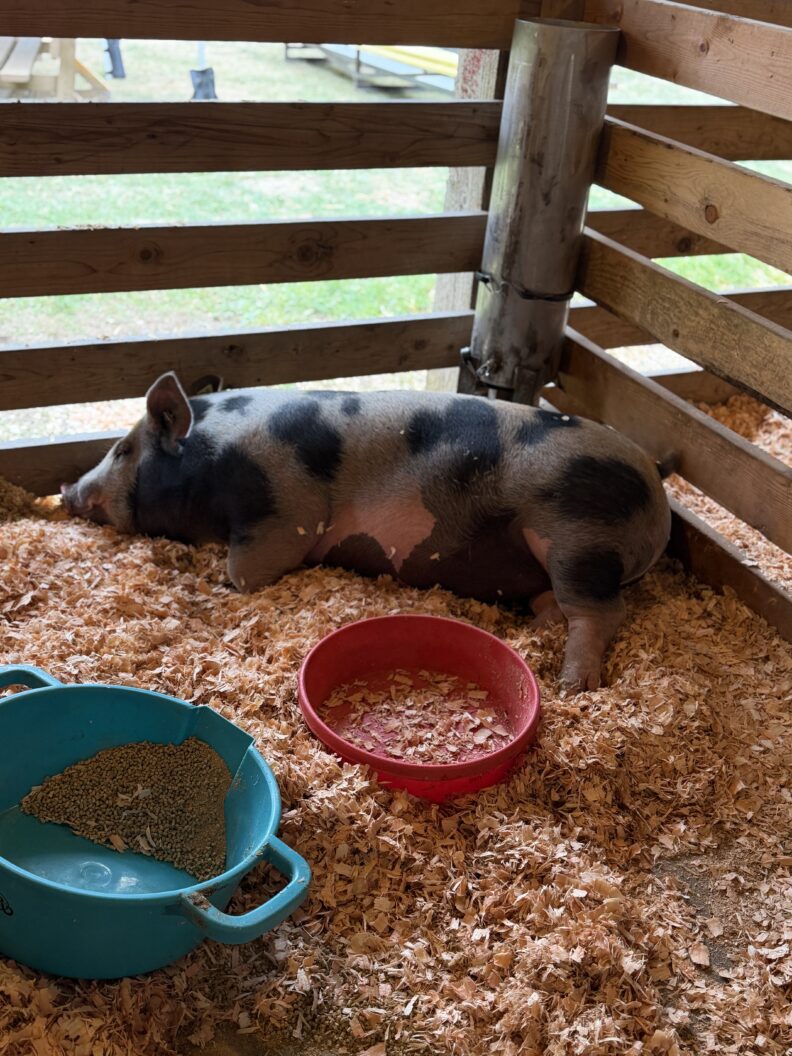 Animals at the Pierce County Fair