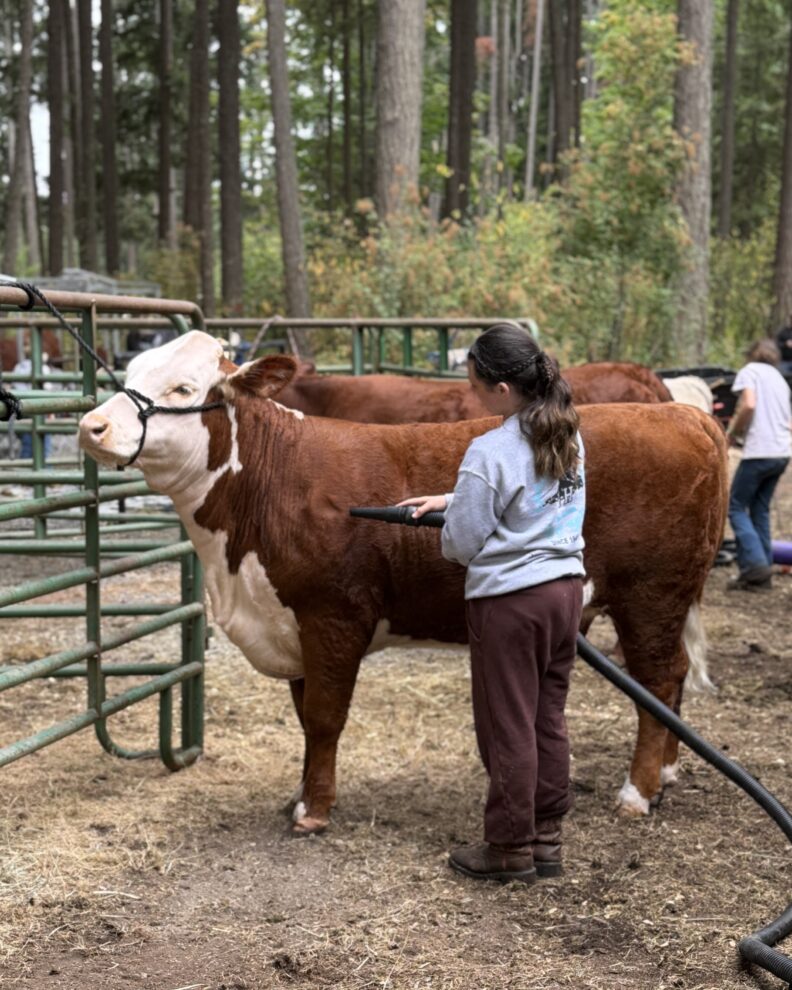 4-H Youth at the Pierce County Fair
