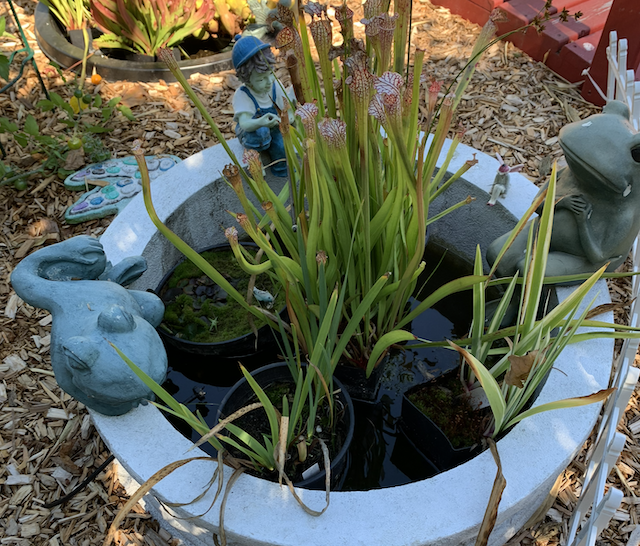 Ceramic frogs on a pond