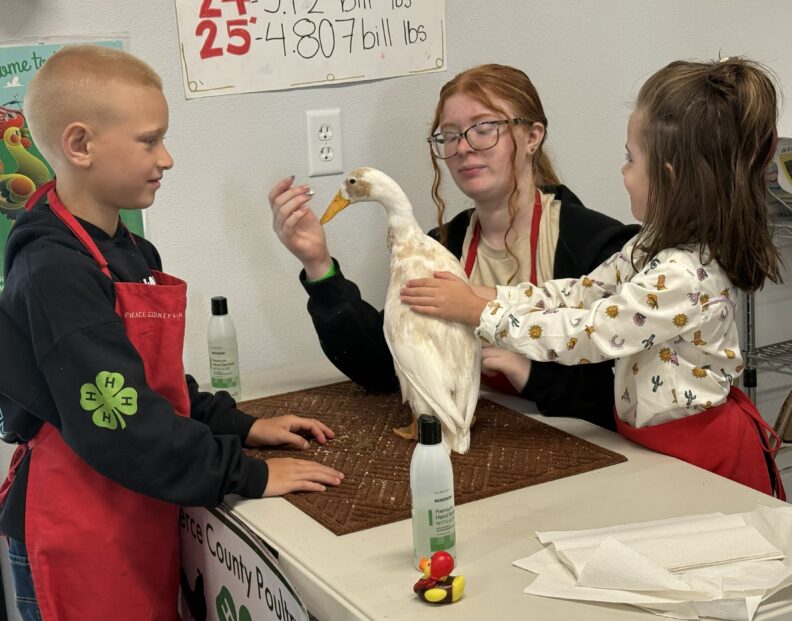 4-H Youth at the Pierce County Fair