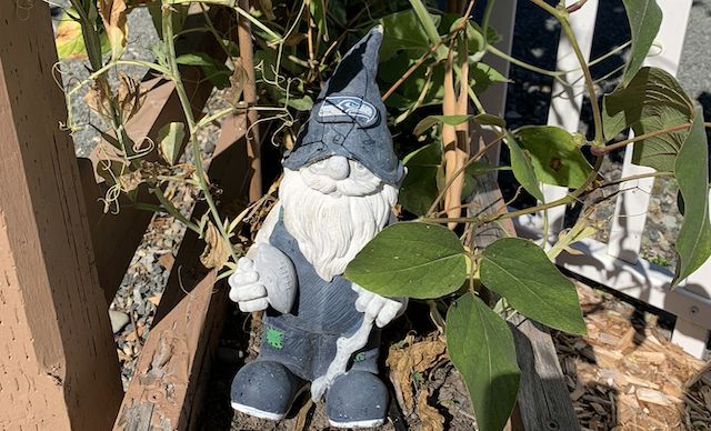 Garden gnome in veggie bed