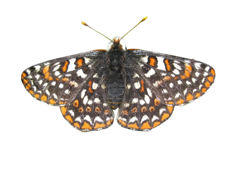 Butterfly up close