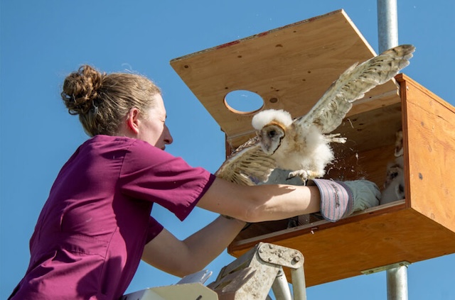 Researcher with barn owl