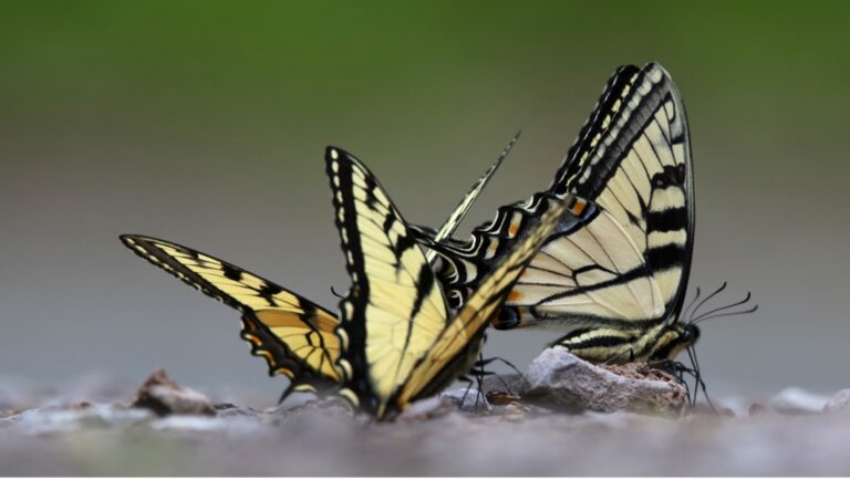 Two butterflies on a rock