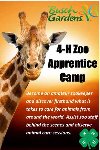 Flyer for 4-H Zoo  Apprentice Camp at Busch Gardens