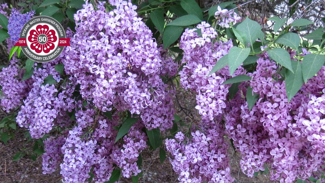 New Master Gardener 50th Anniversary Zoom Background