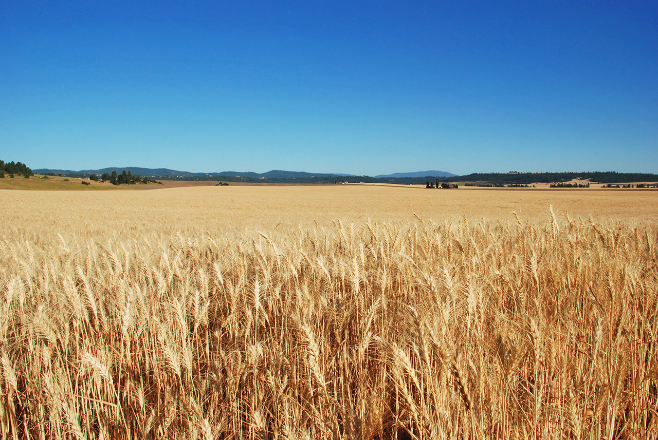 A field of wheat in summer in Peone Prairie out in Spokane County