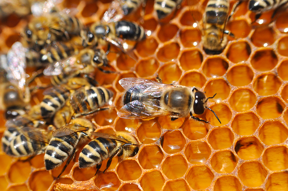 Bees in honeycomb