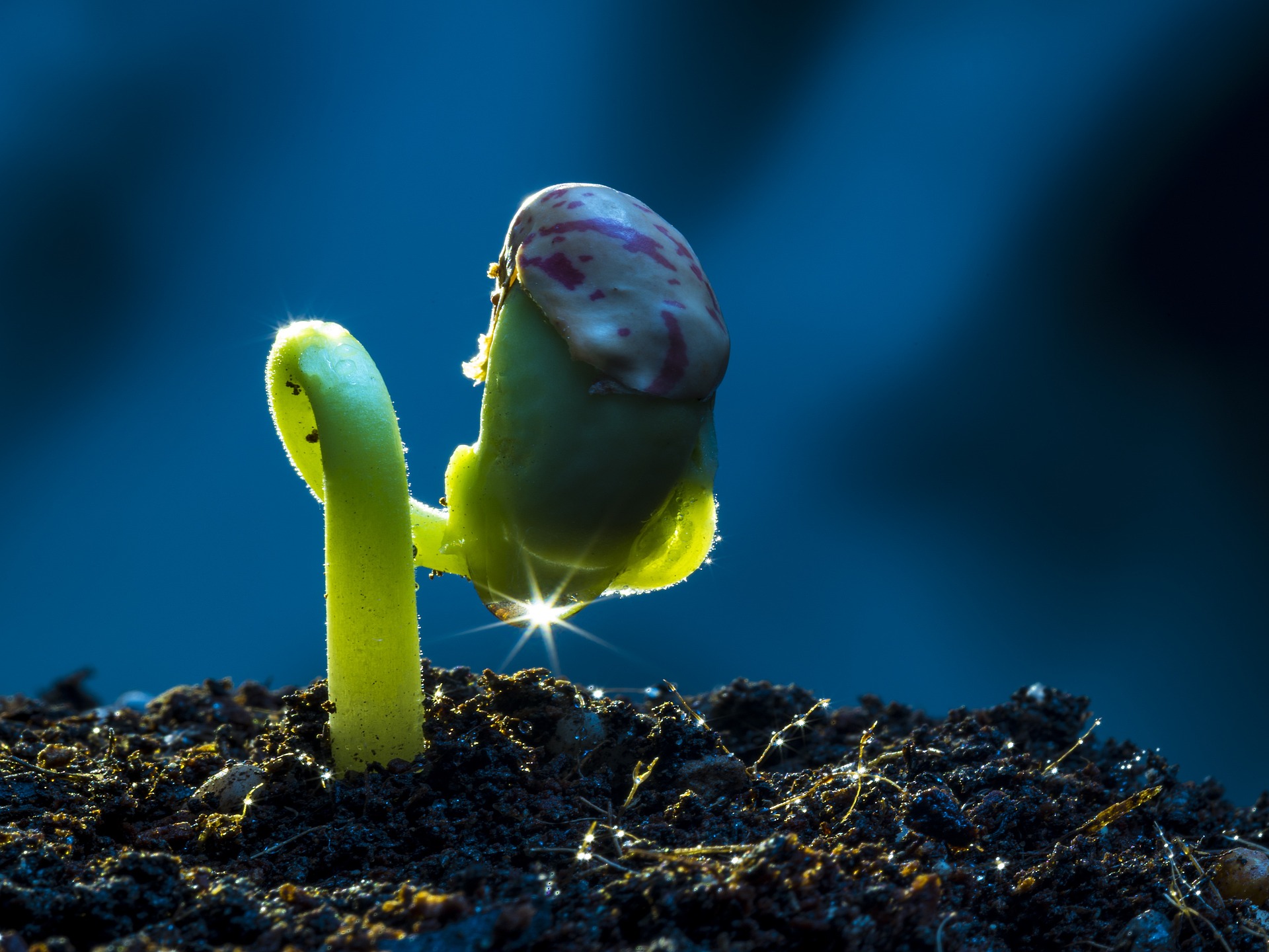 A seedling just starting to sprout, with a dew drop catching the sun just right