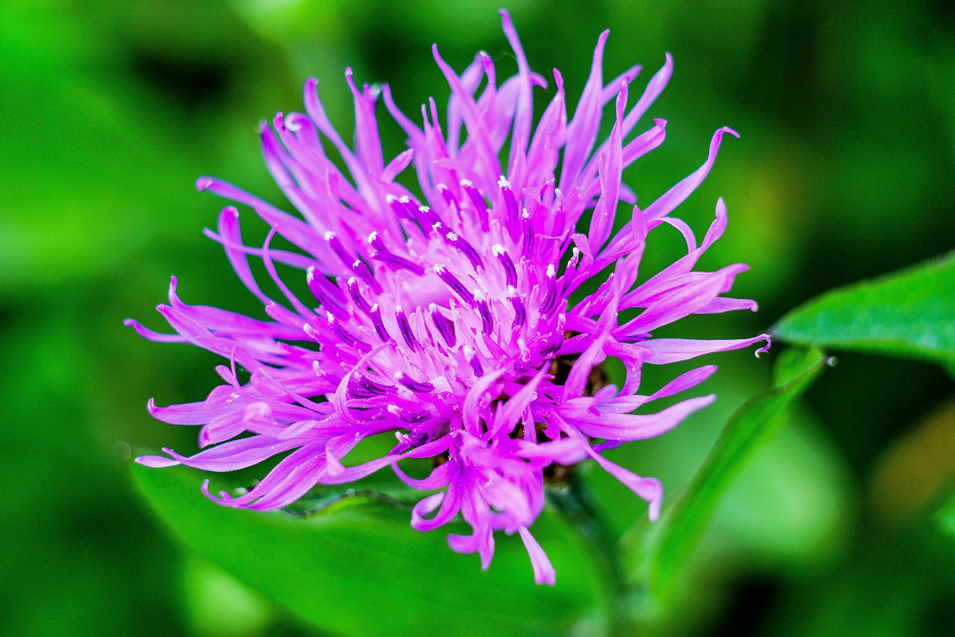 image of the evil spotted knapweed