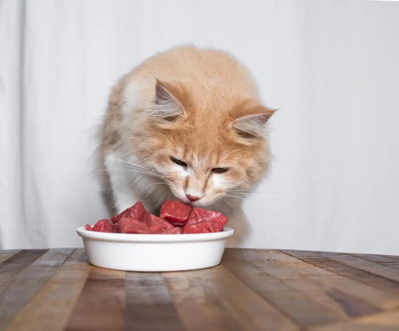 Cat eating raw meat.