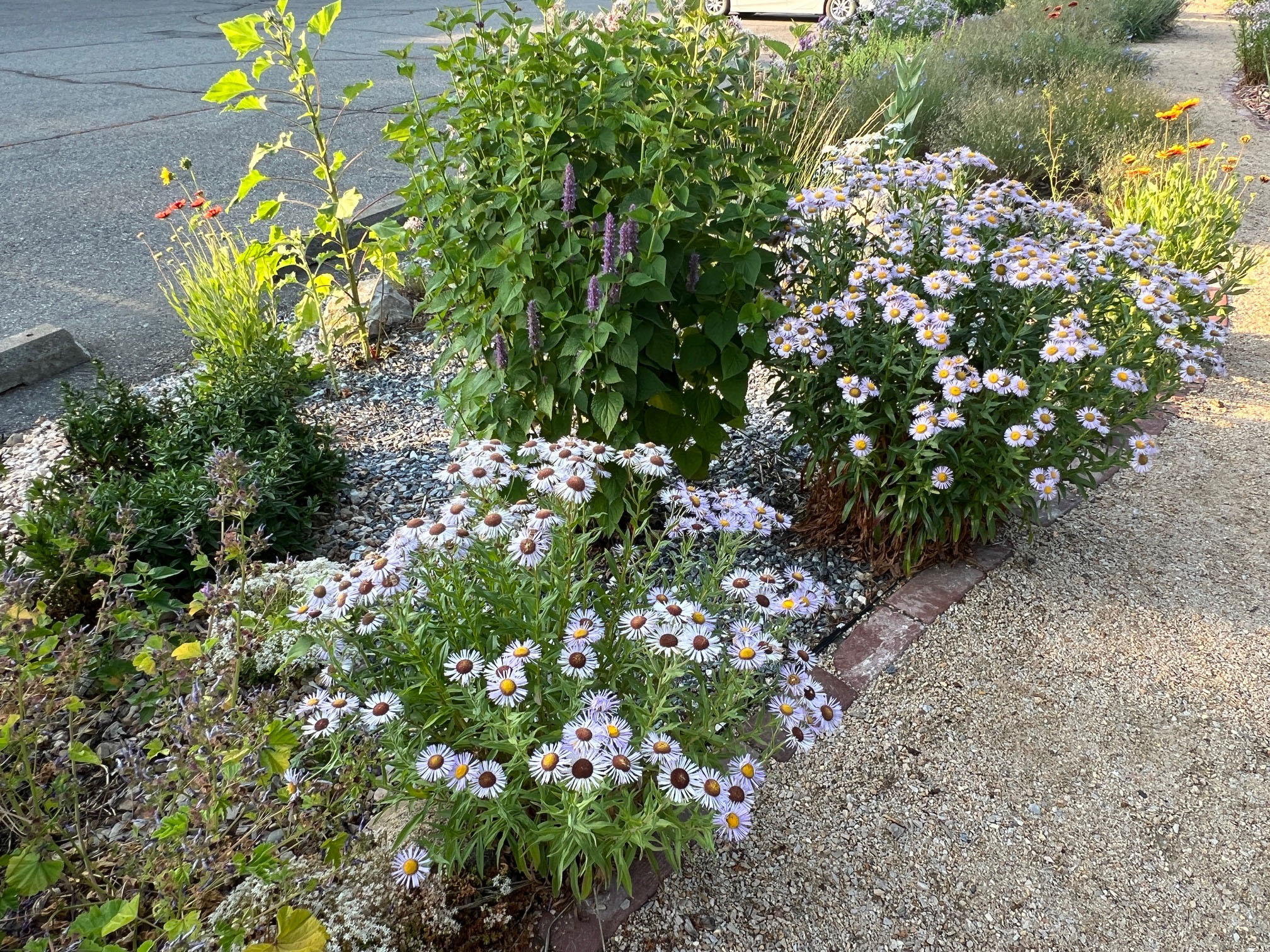 Aspen Daisy in Waterwise Garden