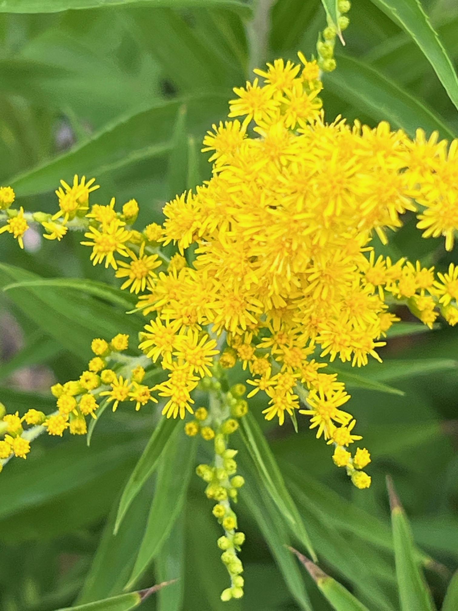 Golden Rod in WSU Extension Waterwise Demo Garden