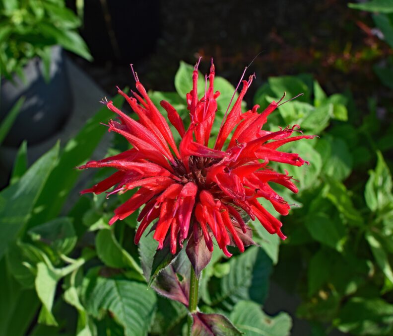 Image of Bee Balm