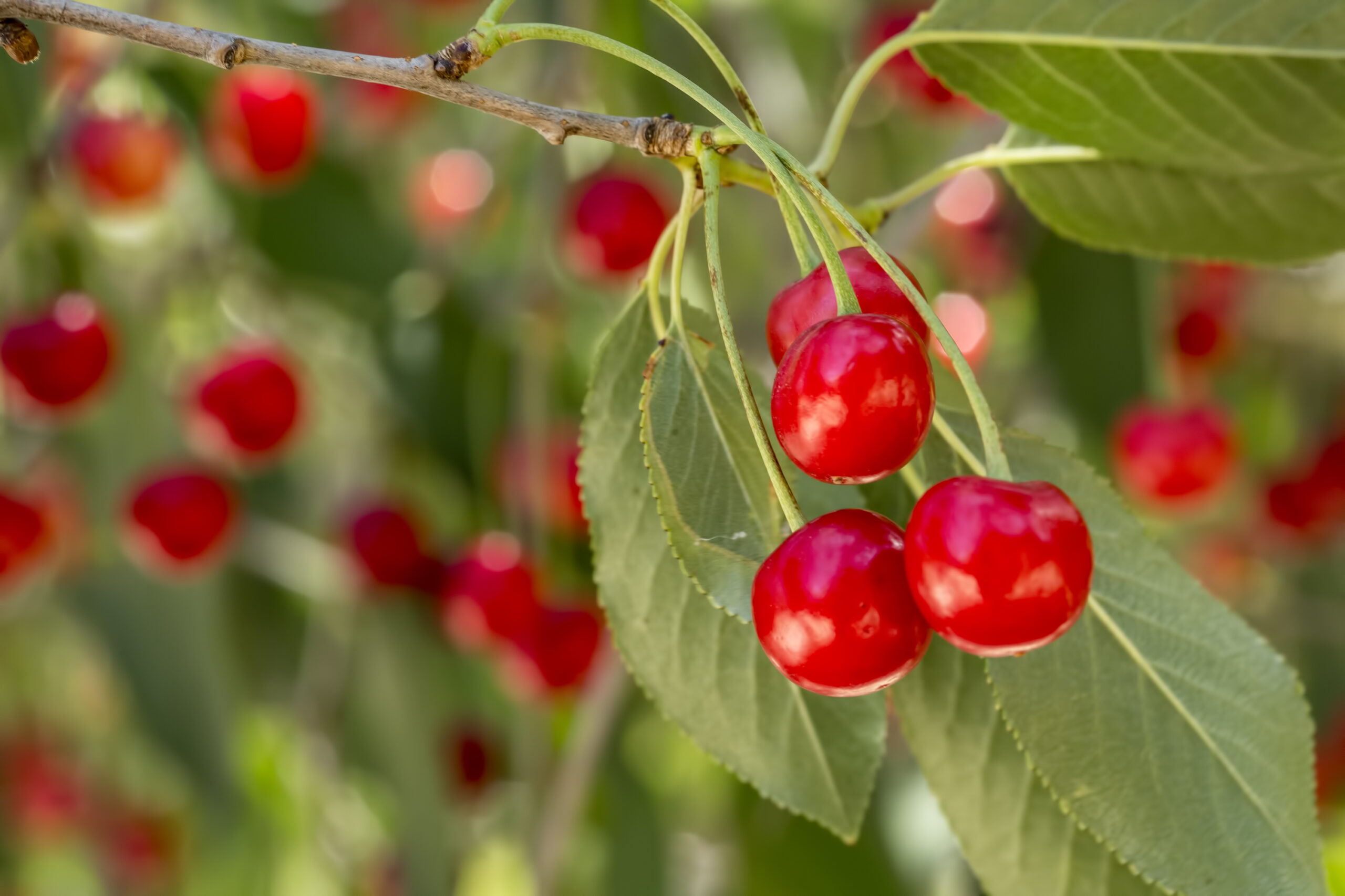 Cluster of Ripe Cherries