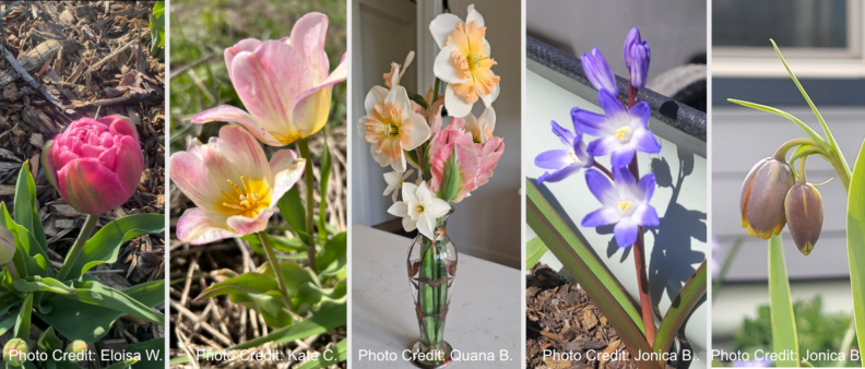 Photos from previous years bulb sales in bloom