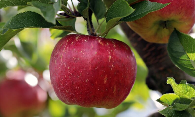decorative apple