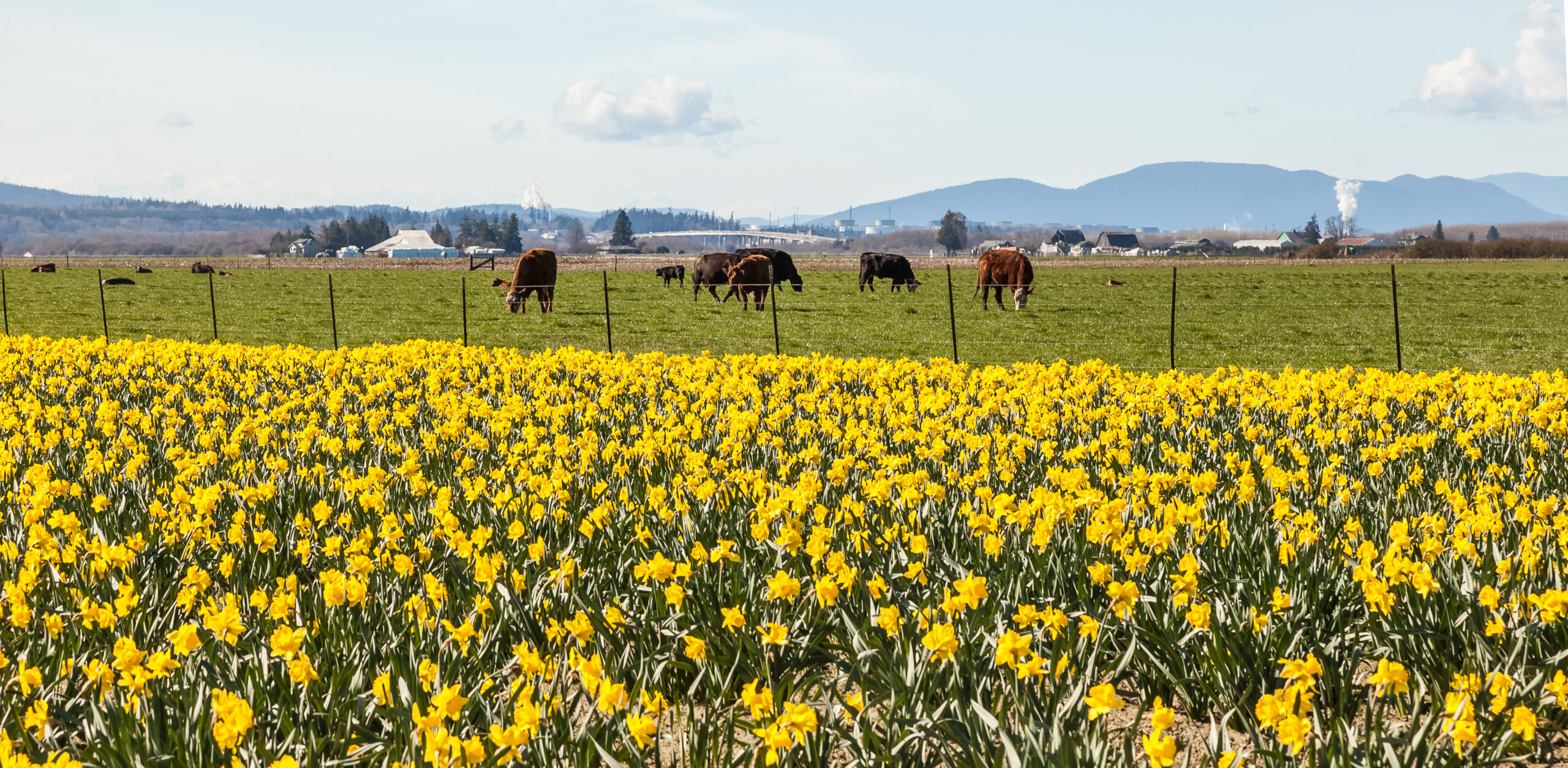 Skagit County Extension