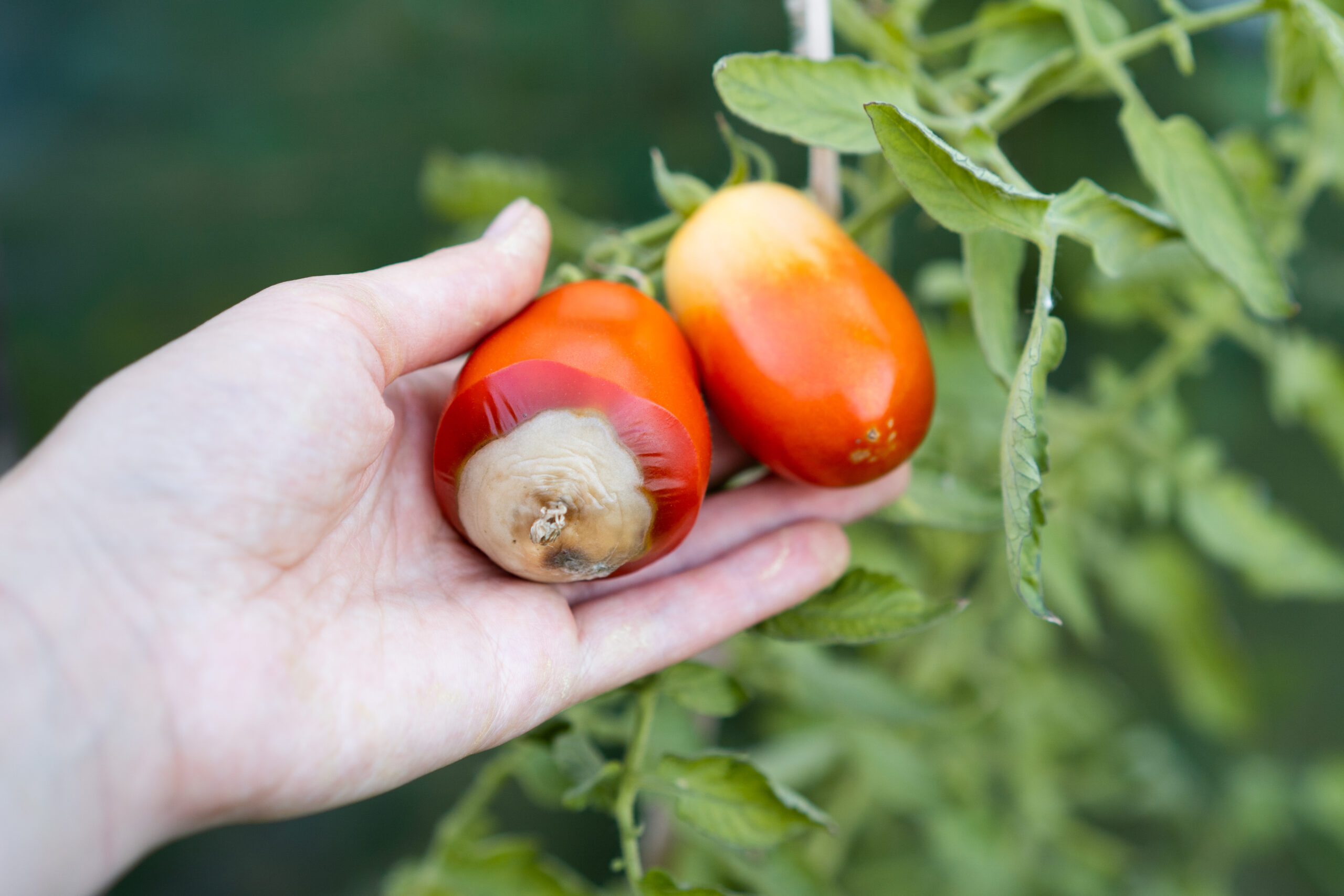 WSU Puyallup Plant & Insect Diagnostic Lab