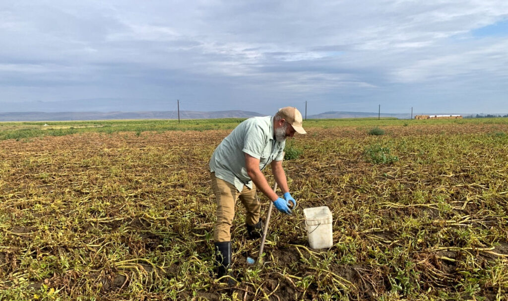 Adam Elcan collecting samples from a potato field in the Columbia Basin.