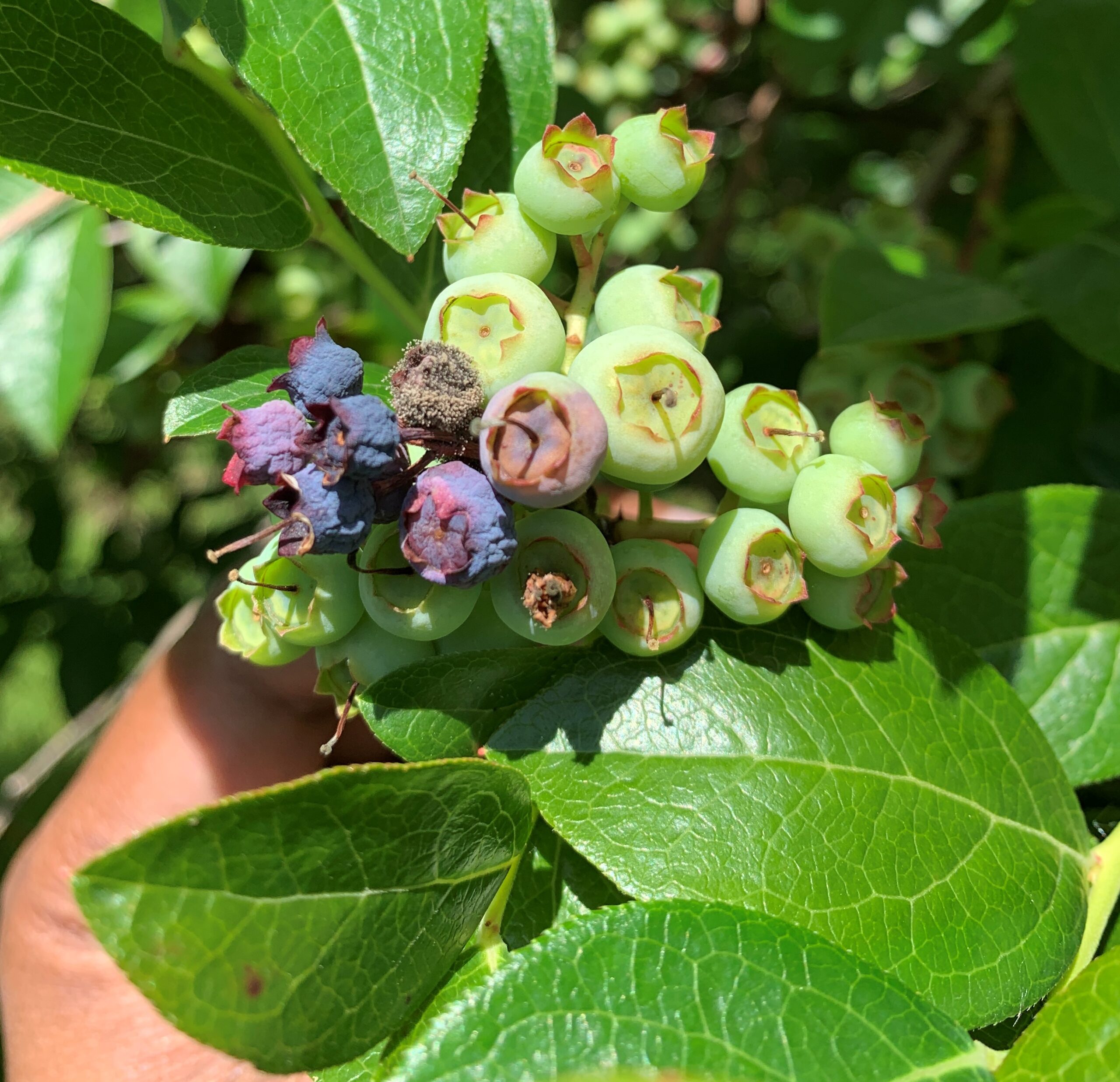Learn more about the Berry and Potato Pathology program.