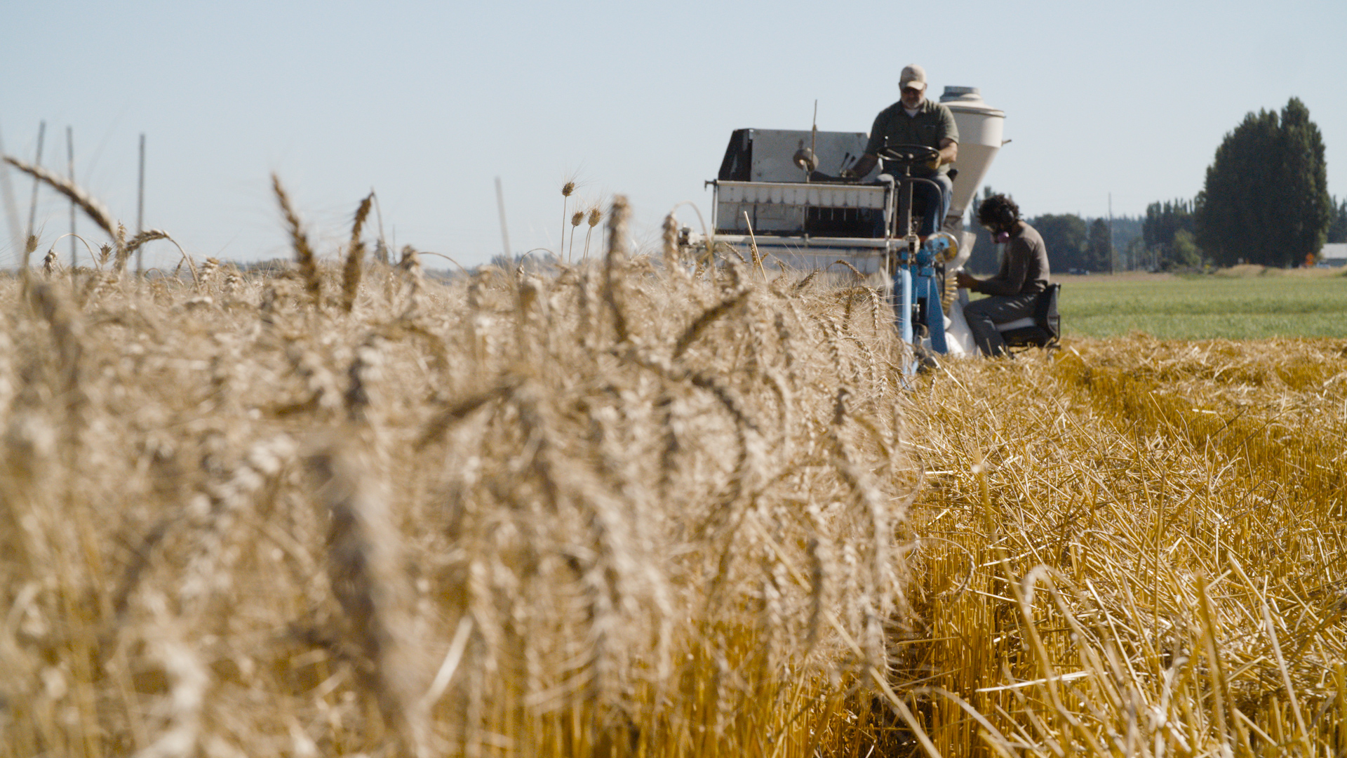 Learn more about WSU Breadlab