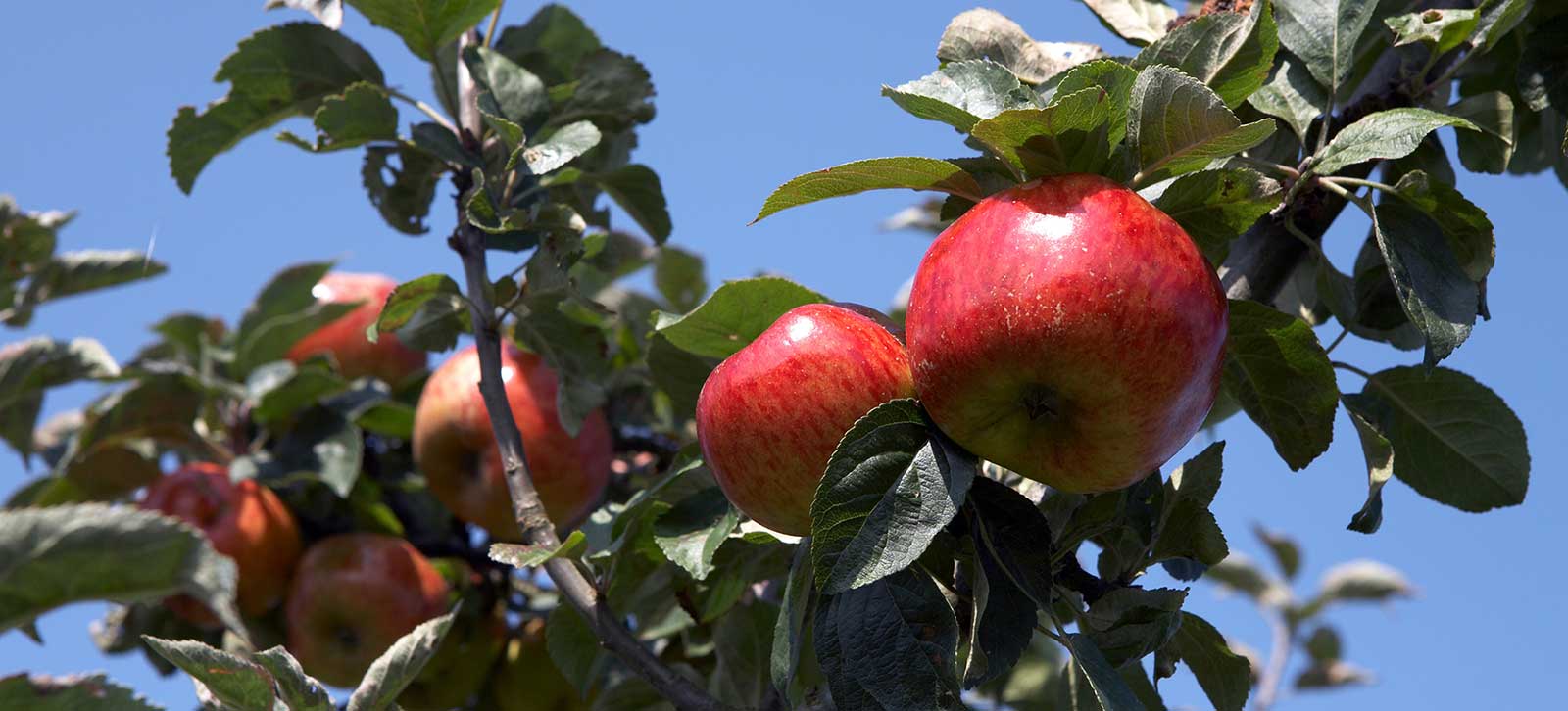 Learn more about the Cider Research program.