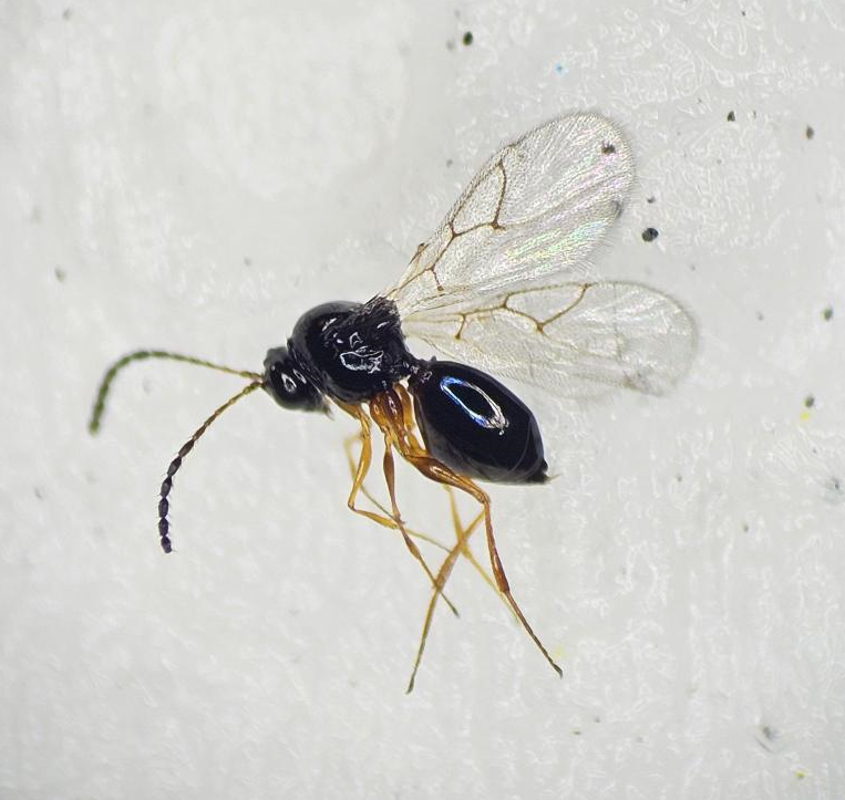 Learn more about the Entomology program.