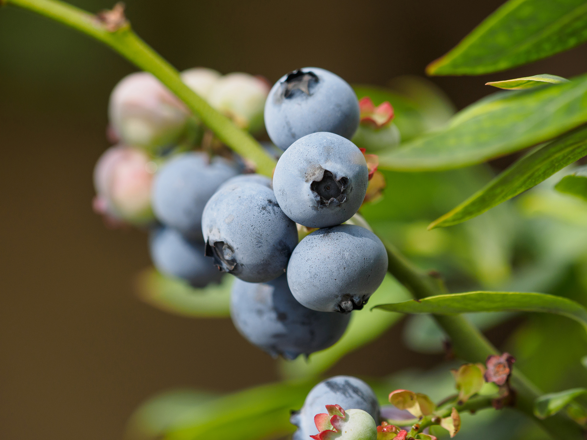 Learn more about the Small Fruit Horticulture Program.