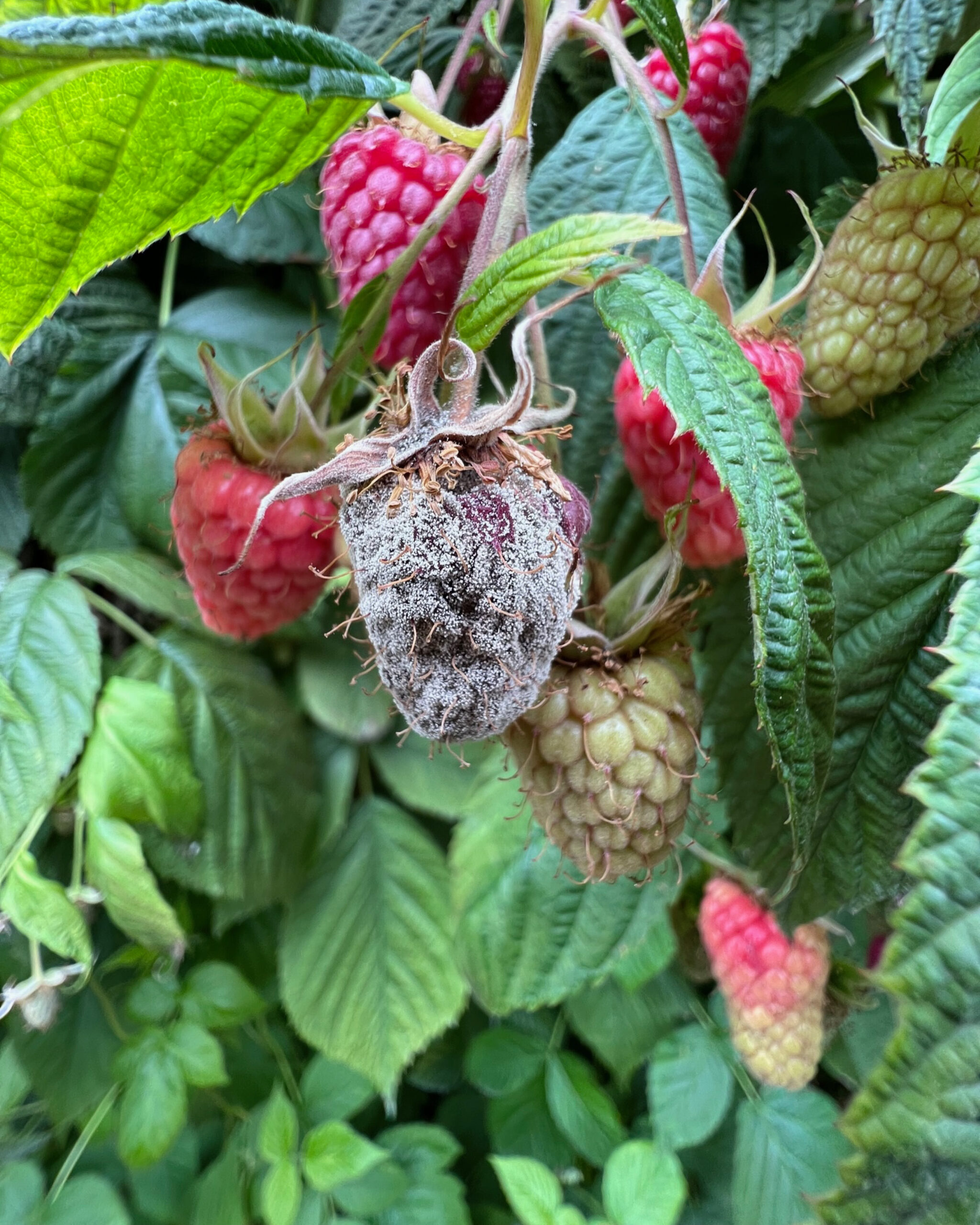 Learn more about USDA-ARS Horticultural Crops Disease and Pest Management Research Unit.