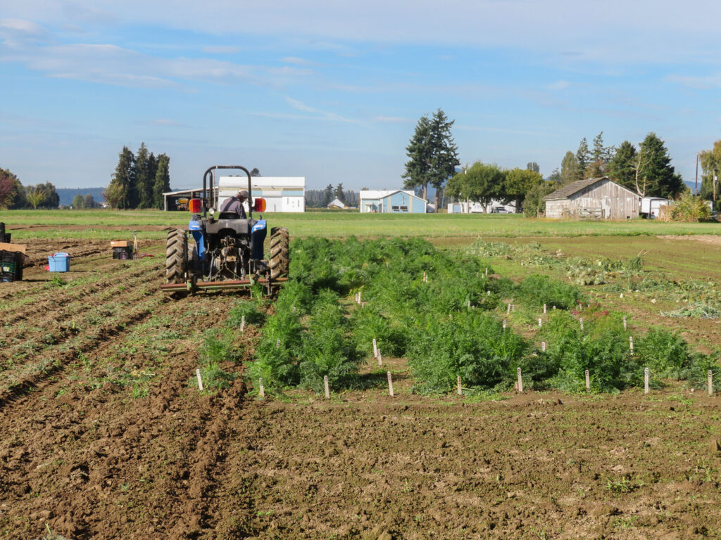 A technician driving a tractor in a field with rows of planted carrot tops.