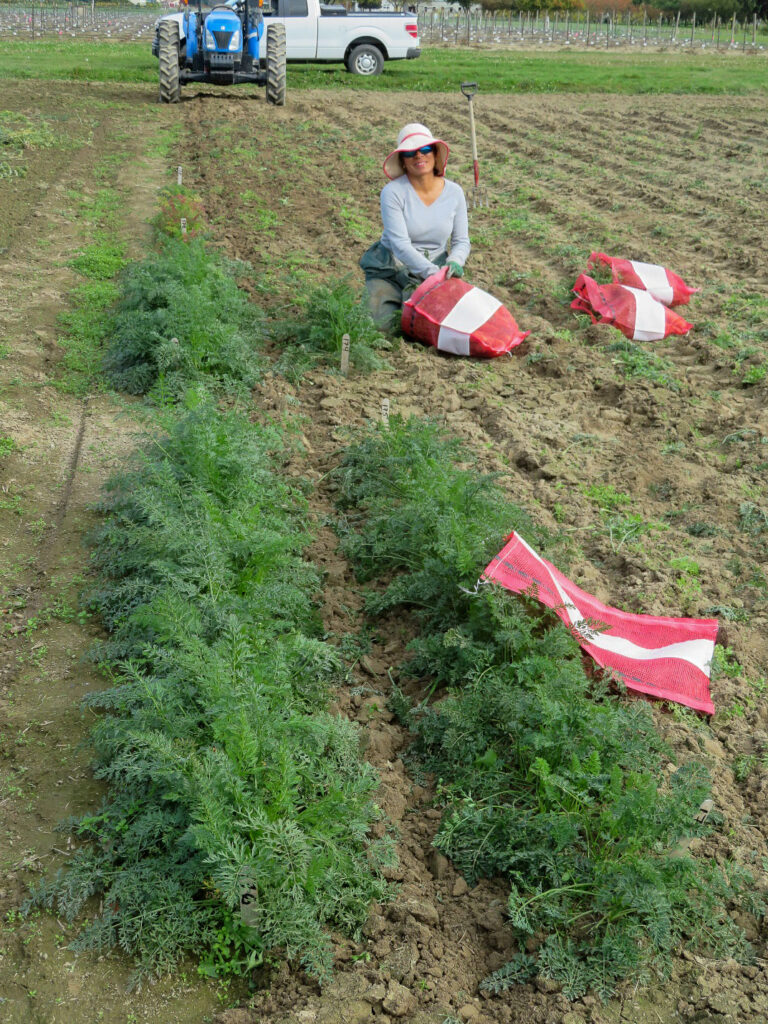 A technician in a field placing carrots into a mesh bag.