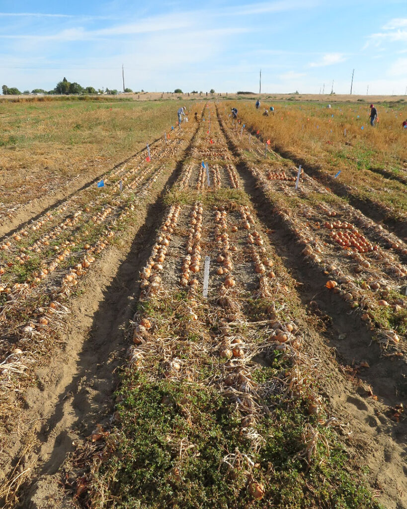 Rows of onions that have been harvested in a field. People in the distance.